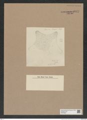 Stictodiscus sp. (de-Toni-Nr.: Genus 205) Zeichnungen Sammlung Grunow Nr. 9077 (NHMW-BOT-W0378829)